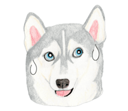 Siberian Husky Sticker(English) sticker #6967118