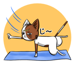 Masamune of cat looking here sticker #6969972