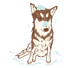 1 day of Siberian Husky sticker #6977781