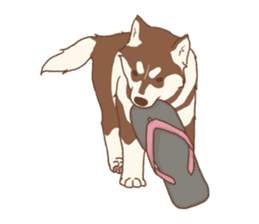1 day of Siberian Husky sticker #6977797