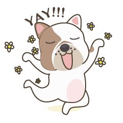 Mr. Dre the English Bulldog