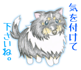 Shelties of cute eyebrows part2 sticker #6987632