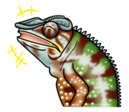 colorful Furcifer pardalis sticker #6997861