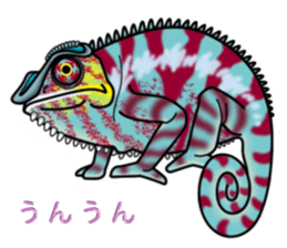 colorful Furcifer pardalis sticker #6997864
