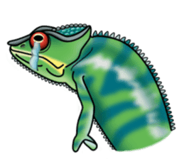 colorful Furcifer pardalis sticker #6997870