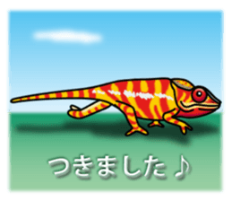 colorful Furcifer pardalis sticker #6997879