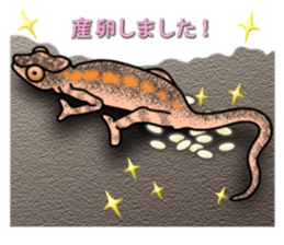 colorful Furcifer pardalis sticker #6997886
