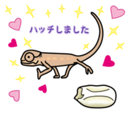 colorful Furcifer pardalis sticker #6997887