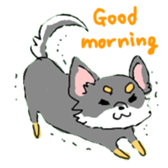 Chihuahua's Sticker ENGLISH VERSION sticker #7003091