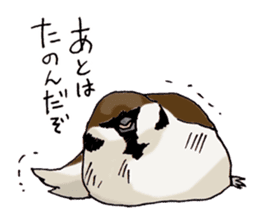 Birds live at their own pace 3. sticker #7011093