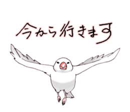 Birds live at their own pace 3. sticker #7011095