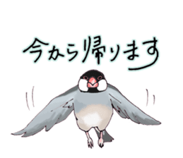 Birds live at their own pace 3. sticker #7011096