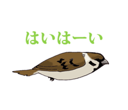 Birds live at their own pace 3. sticker #7011123