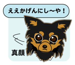 Chihuahua of Kansai dialect sticker #7011189