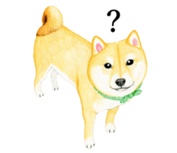 Shiba Sticker 2 (English) sticker #7021689