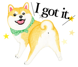 Shiba Sticker 2 (English) sticker #7021695