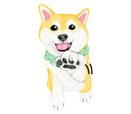 Shiba Sticker 2 (English) sticker #7021697