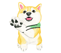 Shiba Sticker 2 (English) sticker #7021698