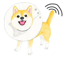 Shiba Sticker 2 (English) sticker #7021705