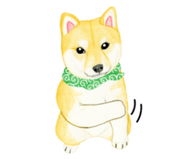 Shiba Sticker 2 (English) sticker #7021717