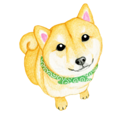 Shiba Sticker 2 (English) sticker #7021720