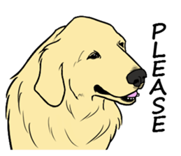 Expressive Golden Retriever 2 in English sticker #7025570