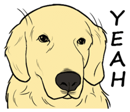 Expressive Golden Retriever 2 in English sticker #7025571