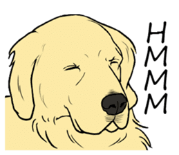 Expressive Golden Retriever 2 in English sticker #7025572