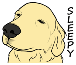 Expressive Golden Retriever 2 in English sticker #7025573