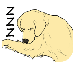 Expressive Golden Retriever 2 in English sticker #7025575