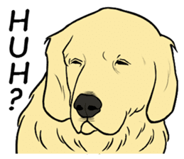 Expressive Golden Retriever 2 in English sticker #7025576