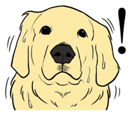 Expressive Golden Retriever 2 in English sticker #7025577