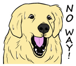 Expressive Golden Retriever 2 in English sticker #7025581