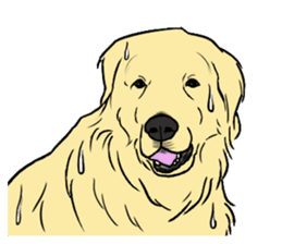 Expressive Golden Retriever 2 in English sticker #7025582