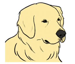 Expressive Golden Retriever 2 in English sticker #7025583