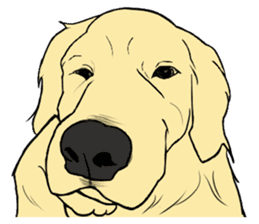 Expressive Golden Retriever 2 in English sticker #7025584
