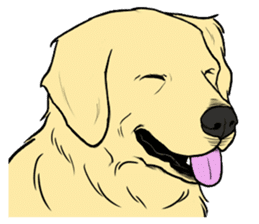 Expressive Golden Retriever 2 in English sticker #7025591