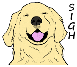 Expressive Golden Retriever 2 in English sticker #7025592