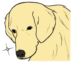 Expressive Golden Retriever 2 in English sticker #7025597