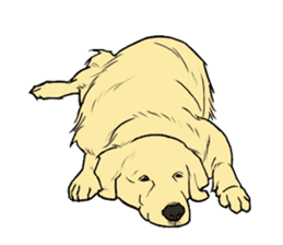 Expressive Golden Retriever 2 in English sticker #7025602