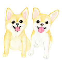 Chihuahua Sticker (English)