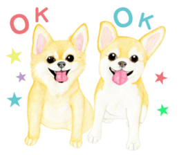 Chihuahua Sticker (English) sticker #7028130