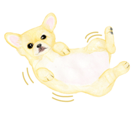 Chihuahua Sticker (English) sticker #7028135