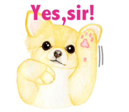 Chihuahua Sticker (English) sticker #7028138