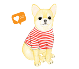 Chihuahua Sticker (English) sticker #7028147