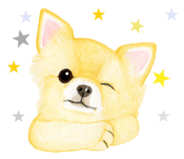 Chihuahua Sticker (English) sticker #7028150