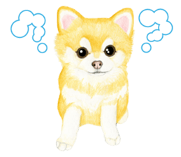 Chihuahua Sticker (English) sticker #7028154