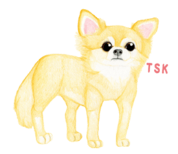 Chihuahua Sticker (English) sticker #7028155