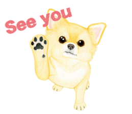 Chihuahua Sticker (English) sticker #7028159