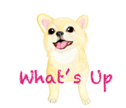 Chihuahua Sticker (English) sticker #7028160